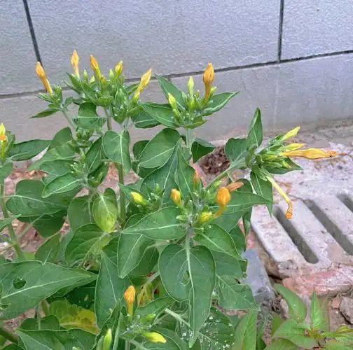 求助贴 种过紫茉莉的友友进