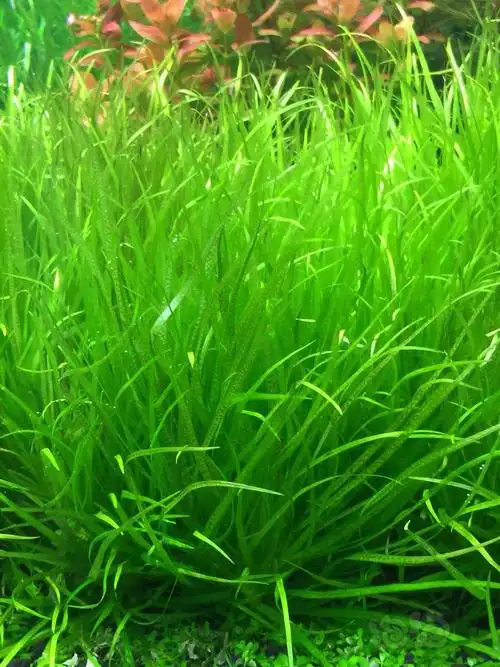 出售荷兰景常用水草无藻有苹果螺质量保证