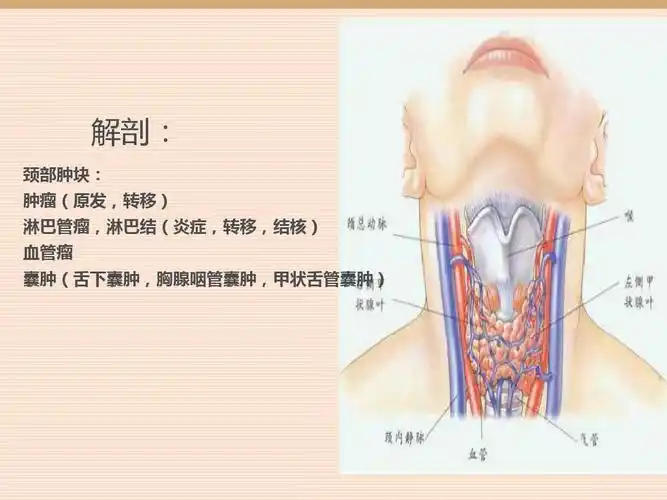 甲状腺,颈部