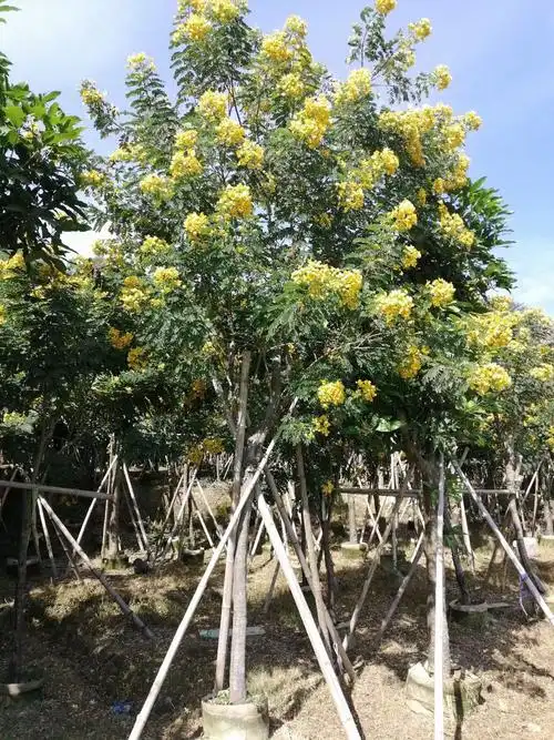 黄花槐树邳州黄花槐报价南京黄花槐价格