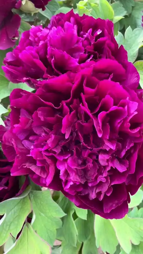 不与百花争报春春深时节始登陆牡丹花开国花牡丹冠世墨玉