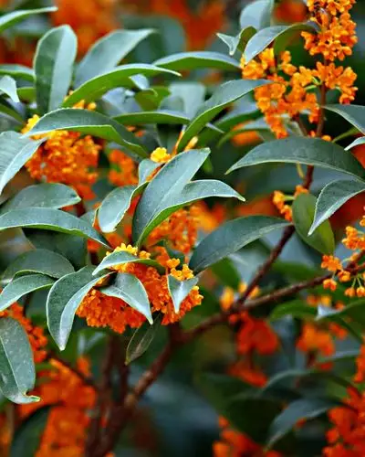 金秋八月,丹桂飘香,——小区里的拍摄