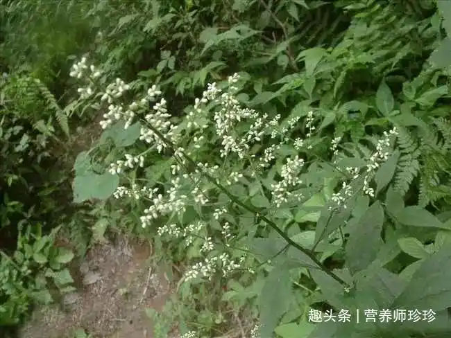 很多人不知道,其实广东刘寄奴是一味价值珍贵的中药