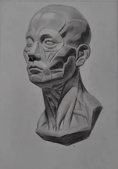 素描-头部肌肉图