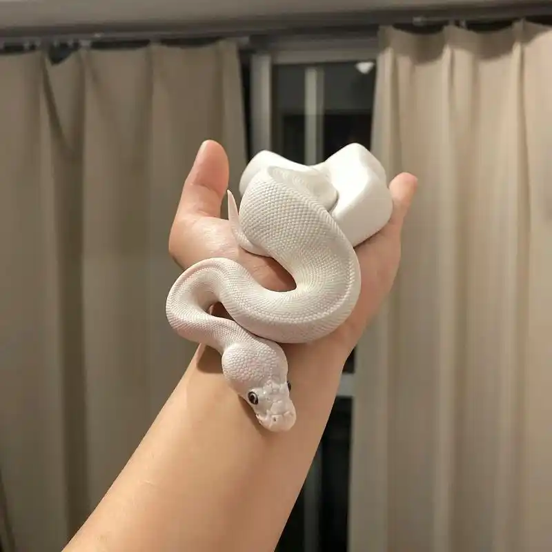 爬宠 #蛇 球蟒 露西 - 抖音