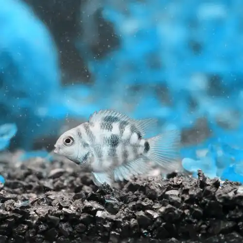 活体鹦鹉_迷你鹦鹉鱼/白金迷你鹦鹉鱼热带鱼观赏鱼活体草缸淡水新手鱼