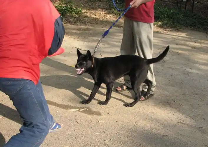 p>台湾犬,拼音为tái wān quǎn,是在 a target="_blank" href="