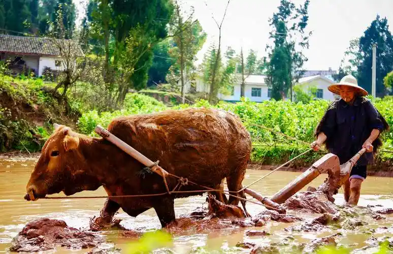驭牛衔烟犁新田.