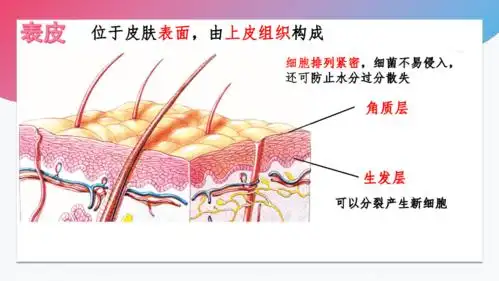 20202021学年北师大版七年级生物下册4113皮肤与汗液分