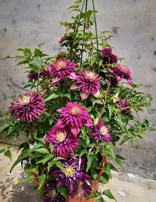 铁线莲的花期虽然比不上藤本月季,但是花期还是比较长的.