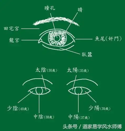是最美丽的眼睛.龙眼——这种人忠心耿歌,是最可信任的人.