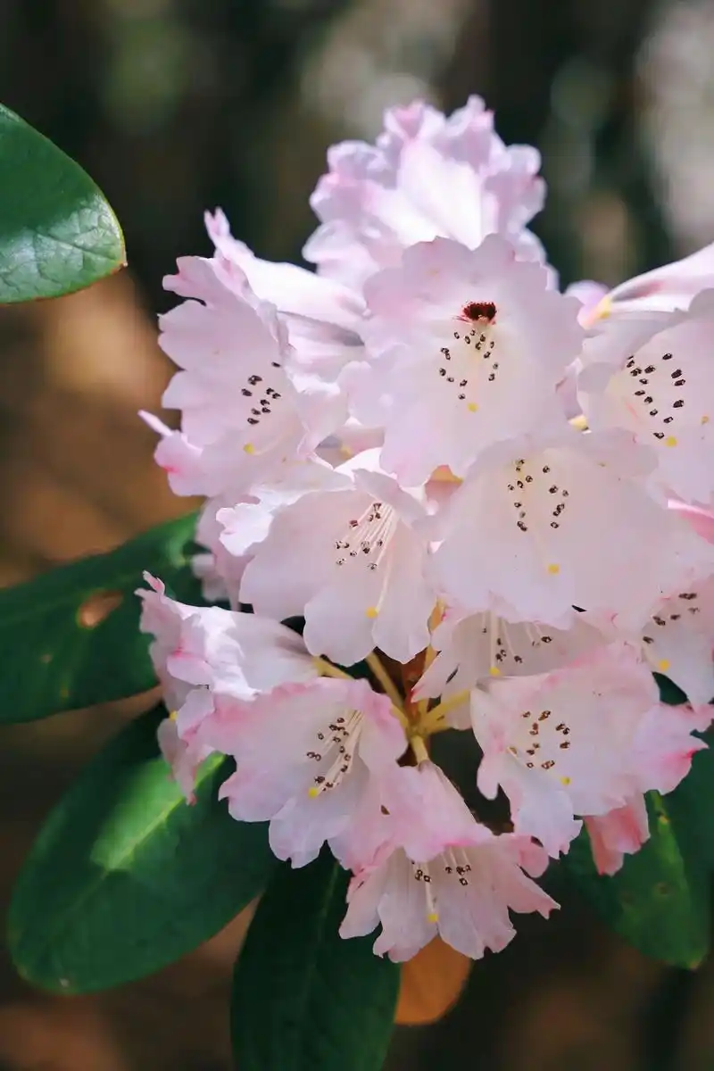 为了看漫山遍野的杜鹃花爬山涉水翻山越岭的
