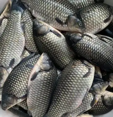 中科三号母本鲫鱼水花