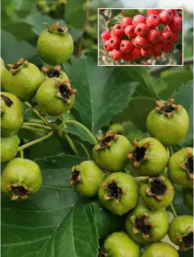 "板栗之乡",在山坡上可以到处看到山楂树,结满了还未成熟的山楂