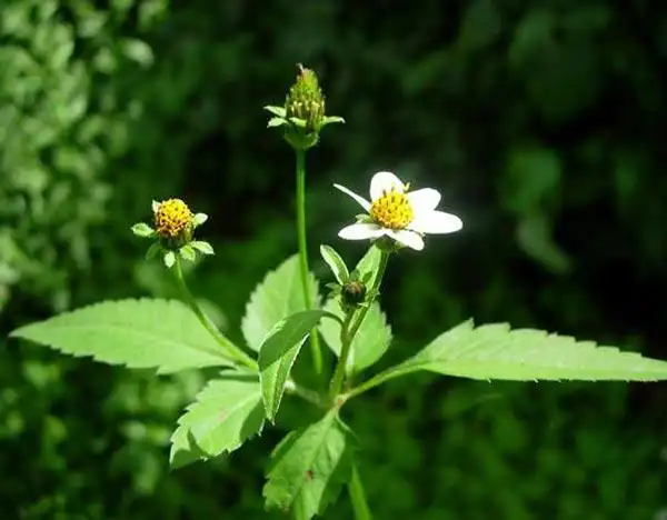 进口葡萄酒:俄罗斯思考如何借助三叶鬼针草的提取物制造葡萄酒