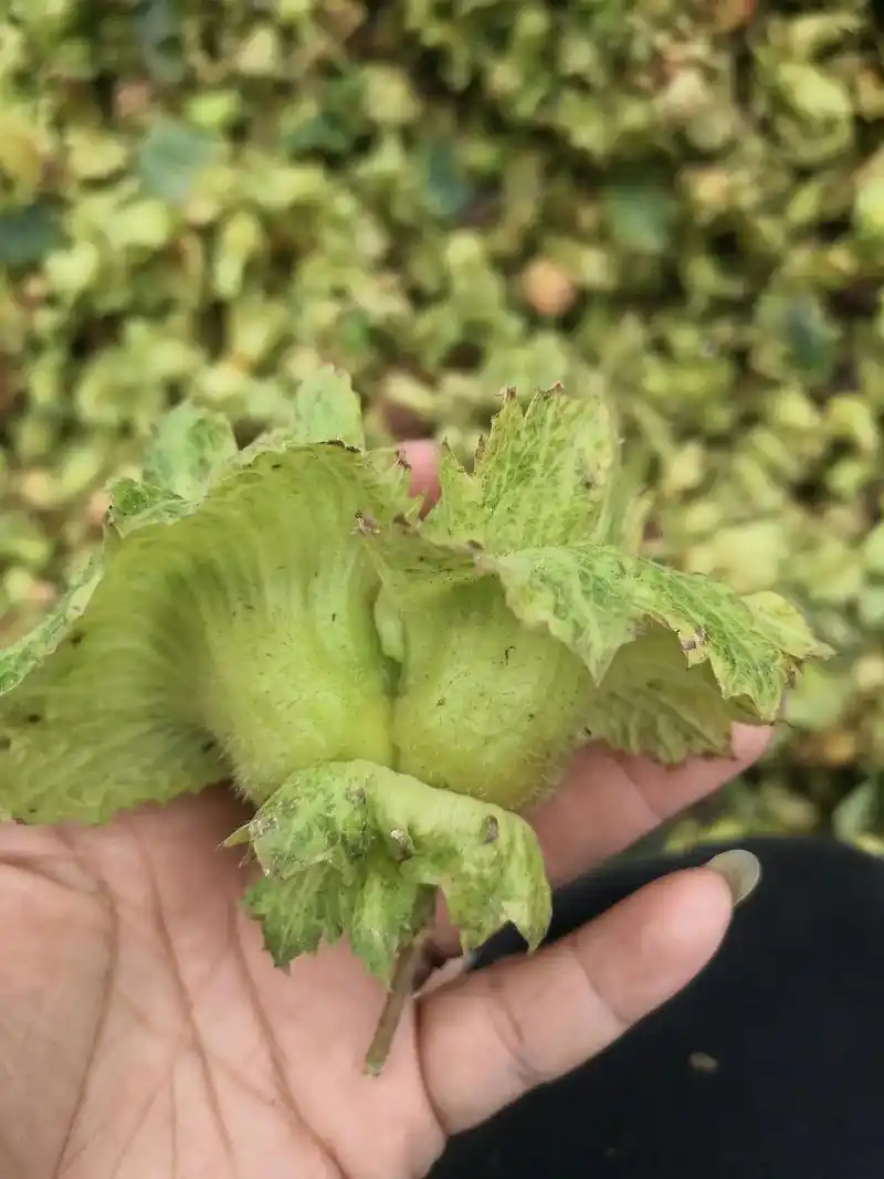 新鲜采摘 自家榛子,手工扒皮,接送预订#自家种植  - 抖音