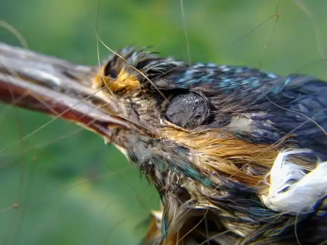 死亡翠鸟 - 手机类 摄影大赛2015 - 国家地理中文网