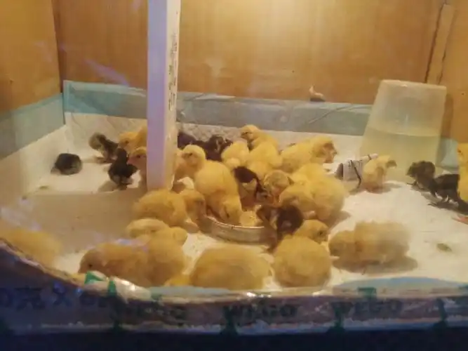 白羽鹌鹑芦丁鸡