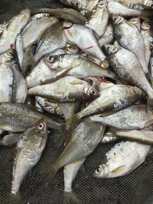 乌江里大眼鱼泛滥眼睛大得出奇身体却长不大老乡难吃