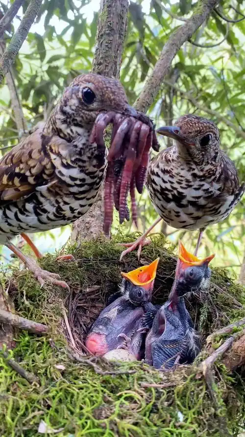 满满的父爱这蚯蚓吃不完根本吃不完