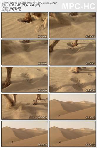 骆驼在沙漠中行走特写镜头视频 沙丘驼队 高清实拍视频素材