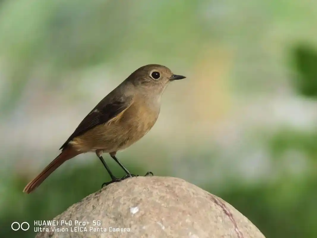 北红尾鸲(雌)拍于今日 - 抖音