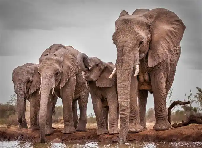 唯美野生动物几头喝水的大象图片