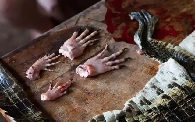 图为鳄鱼被砍断的四肢.