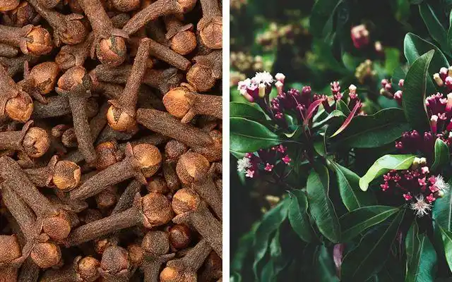 丁香有公,母之分,公丁香即是晒干的丁香树花蕾,母丁香则是成熟的果实.