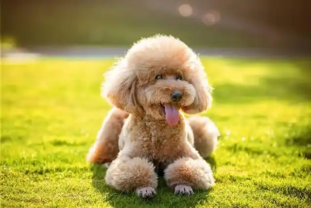 泰迪犬怎么养才听话,想拥有乖巧听话的泰迪狗狗,服从性训练是最基本的