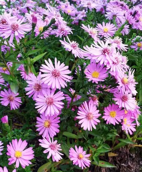 每日一花214荷兰菊活泼