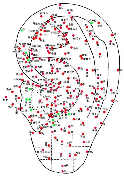 为什么我的牙齿稍微 上下张合 耳朵里就有声音?
