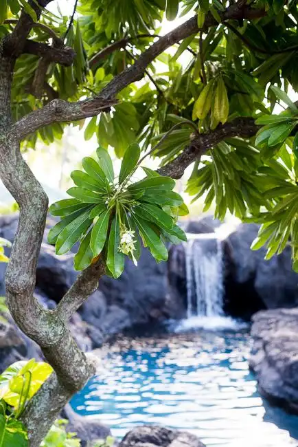 a (botanical) view: explore the kauai resort thats also a plan