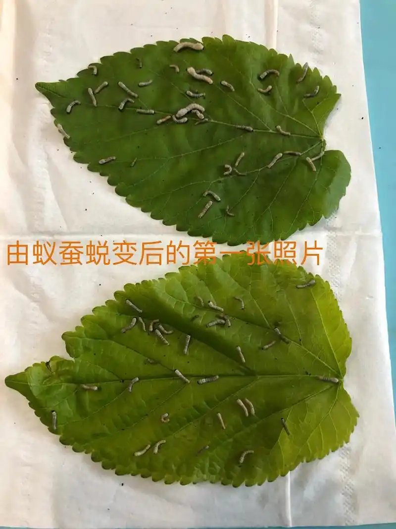 23-4.16.#养蚕日记 #疫情下的生活   - 抖音