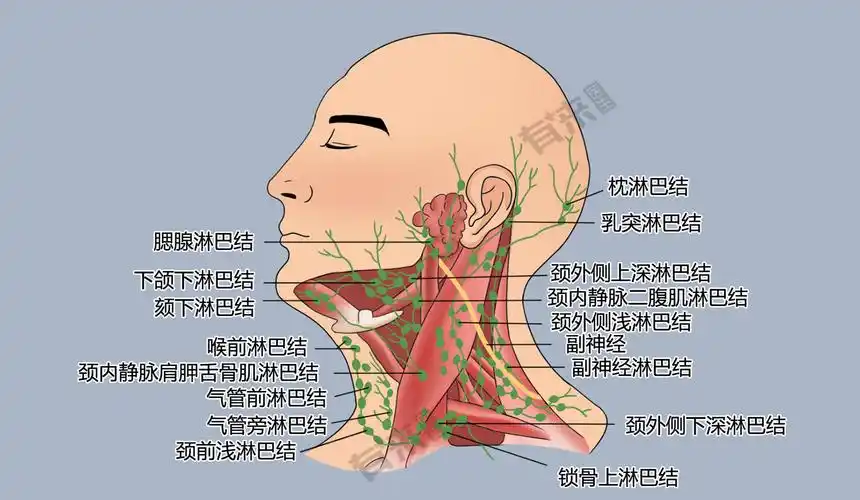 下颌下淋巴结分浅,深两群,分别位于腮腺表面和腮腺实质内,引流额,颅顶