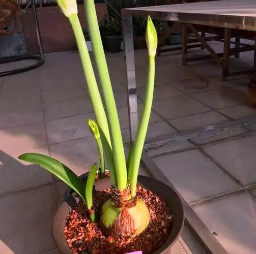 冬天买的大洋葱,我用了这2个方法,现在开出了大红花!