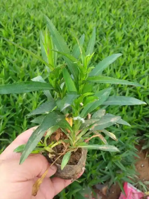 【青州俊霖绿化】荷兰菊杯苗-荷兰菊价格-山东荷兰菊基地