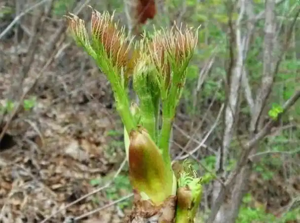 分享20种常见的野菜春季不要错过天然的美味应季还鲜嫩