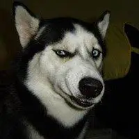 哈士奇眼神犀利头像_微信头像图片大全