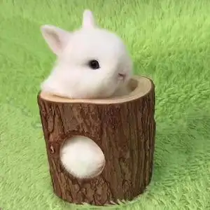 兔子活物小型宠物垂耳兔茶杯兔迷你公主兔长不大侏儒兔一对小白兔