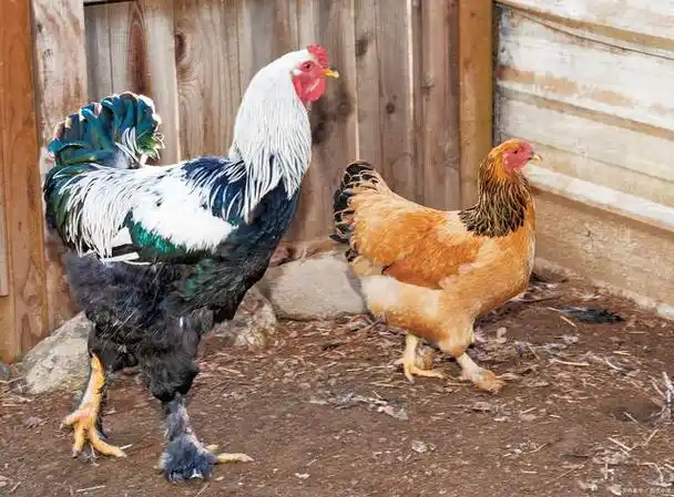 鸡怎么看公鸡母鸡?