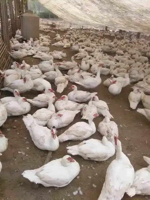 美洲雁苗非洲雁苗红头鸭苗回收成品出售白条分隔产品