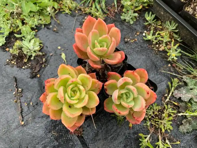 金辉新品萌多植物景天老桩花卉盆栽室内阳台多肉植物