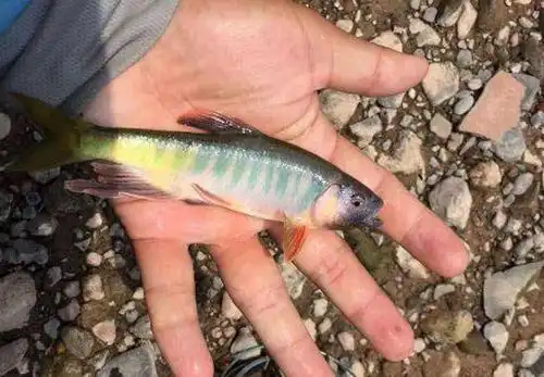 马口鱼俗称:桃花鱼,山鳡.一种生活的溪流中的小型鱼类.