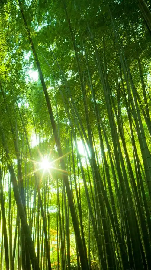竹子背景jpg医美整形面部眼部美容背景4724 × 2362jpgpsd护眼视力