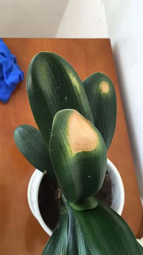 君子兰叶子发黄