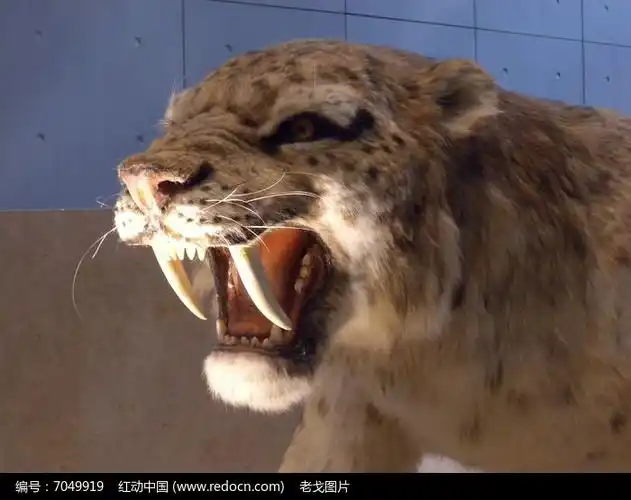 老虎 虎头 虎牙