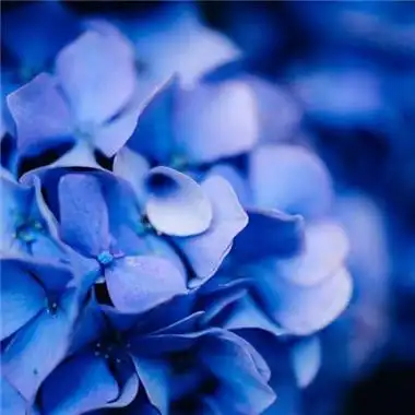 头像蓝花儿图片 头像图片大全 -【爱个性】