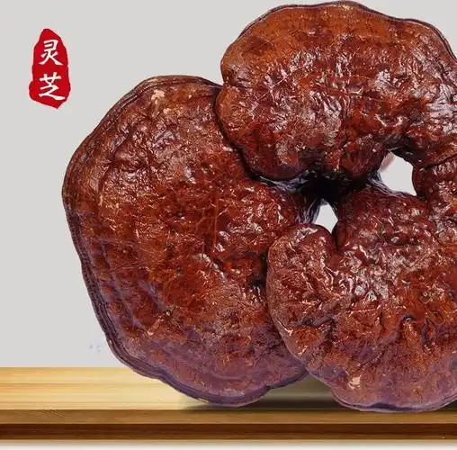 赤芝,也被称为赤灵芝,丹芝,红芝,血灵芝,灵芝草,三秀,万年蕈,吉祥蕈等