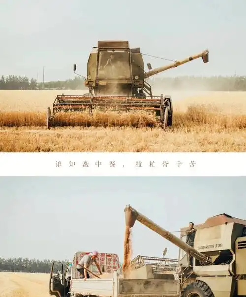 小小农夫割麦子收割打麦磨面尝新麦报名